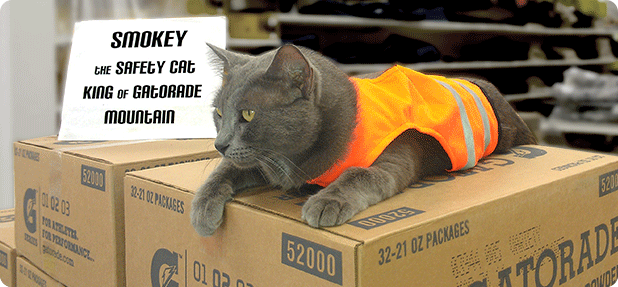 Direct Safety's King Gatorade Cat